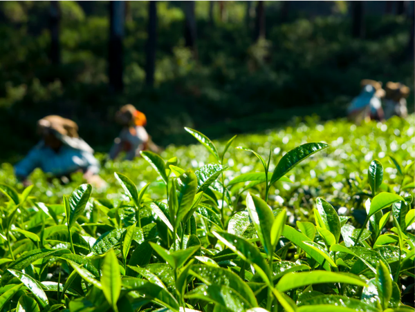 Ceylon Tea - what makes it so special?